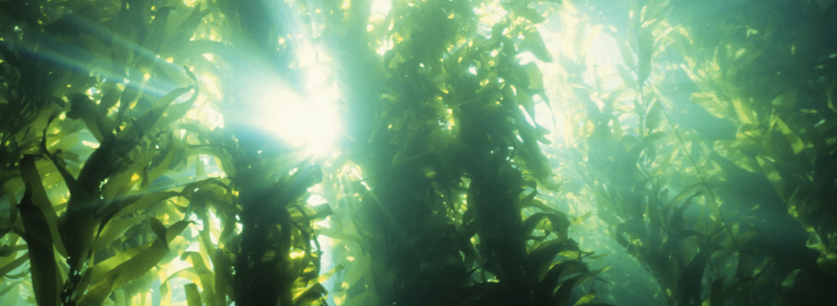 Marine Phytoplankton